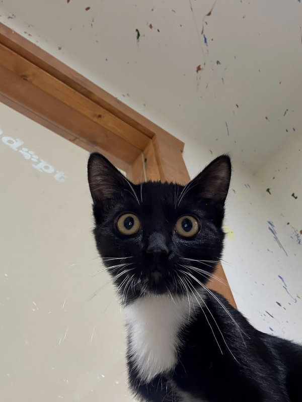 Binx
