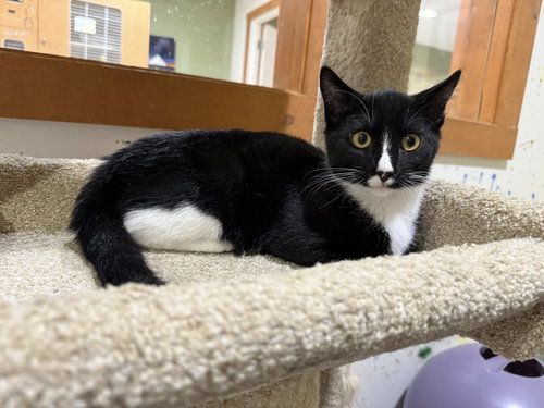 picture of the cat needing adoption