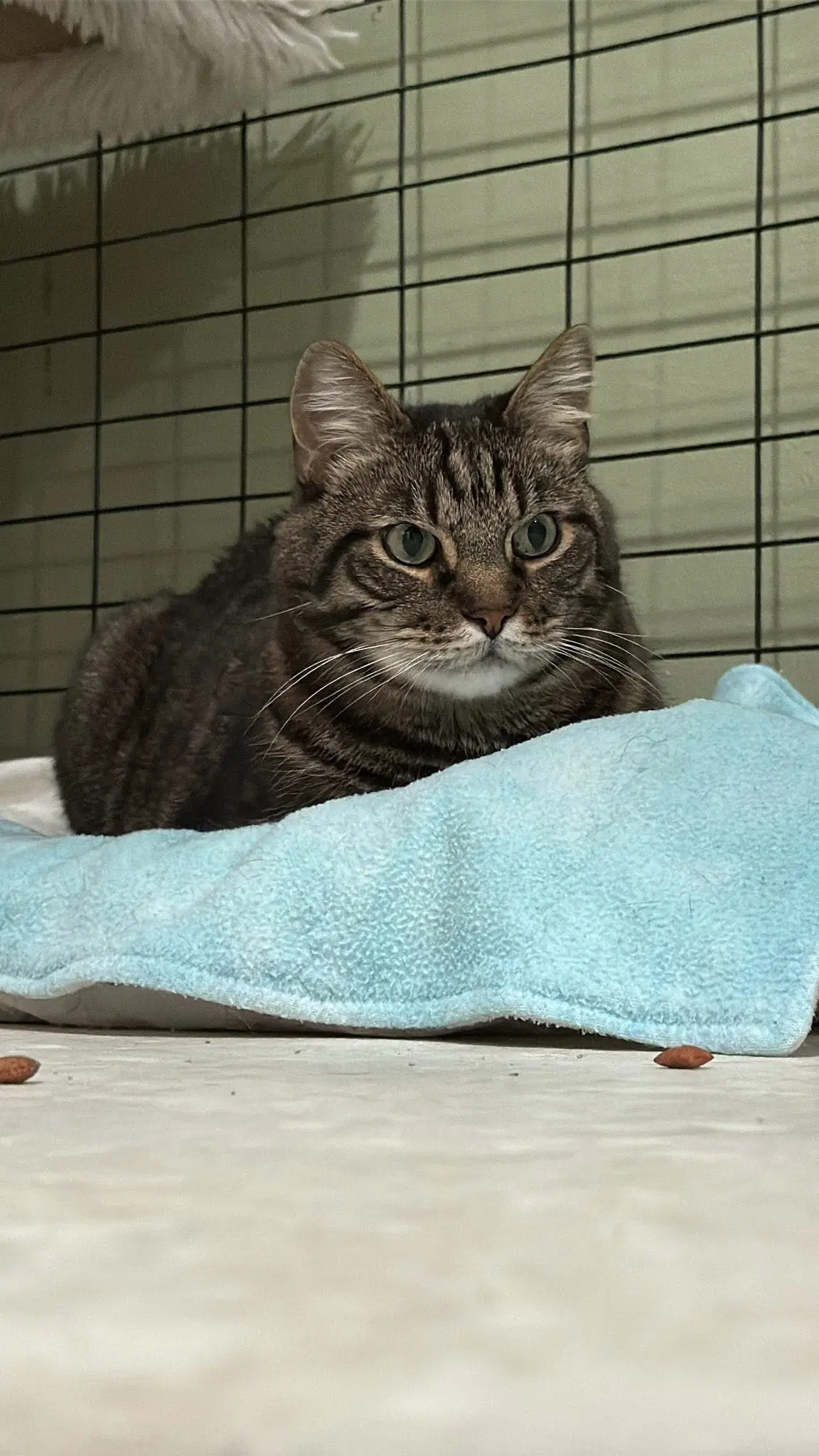 Levi - Domestic Short Hair