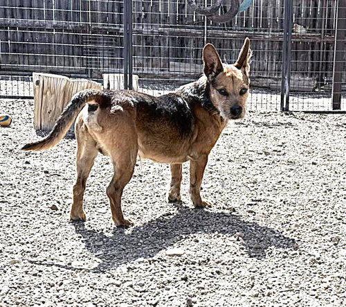 Tony, an adoptable Terrier in Diamondville, WY