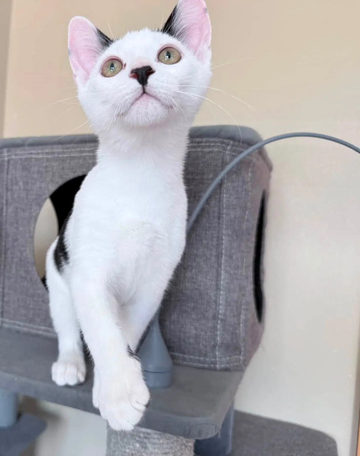Lenny - Domestic Short Hair
