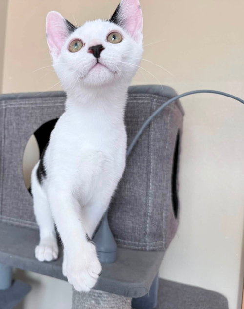 picture of the cat needing adoption