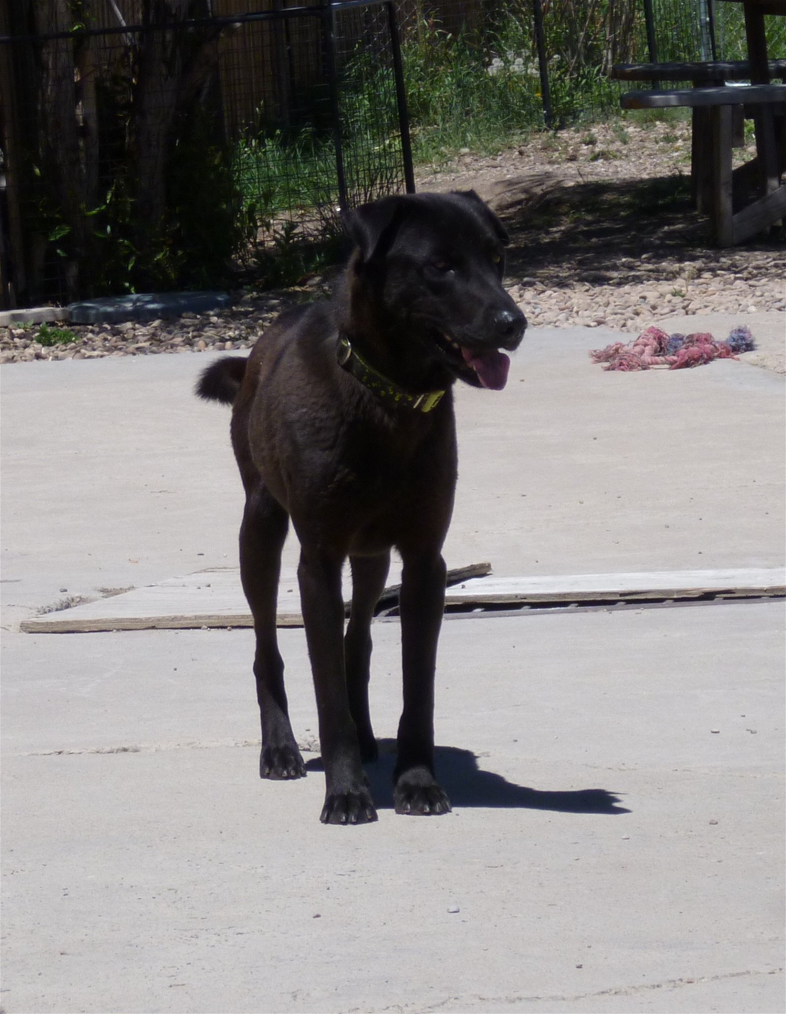 adoptable Dog in Diamondville, WY named Charlie