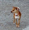Benji