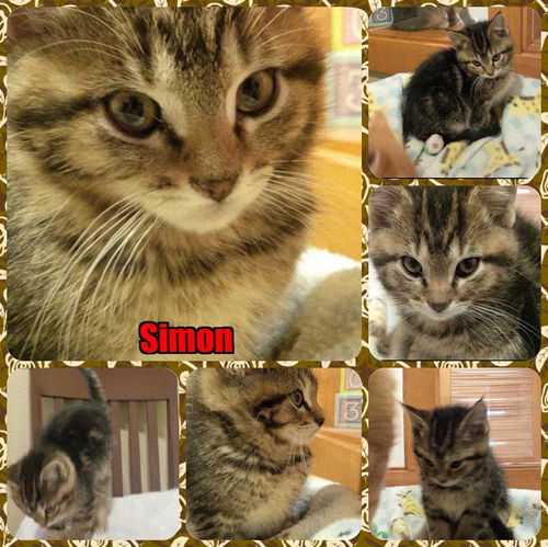 Simon