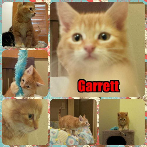 Garrett