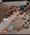 Keller (deaf)