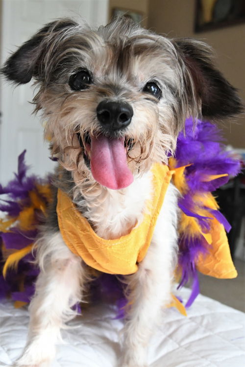 Mitzi
