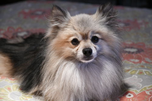 Kingsley