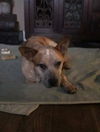 Molly