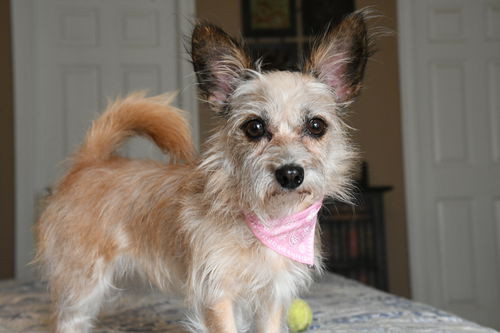 Roxie