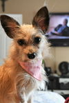 Roxie