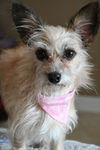 Roxie
