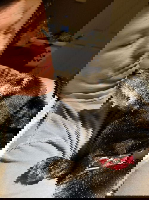 Clia