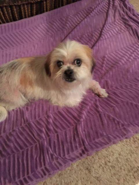 Lola