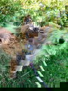 Moxi