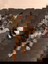 Bitsy Scout
