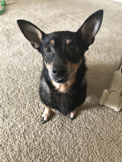 Lola Faye