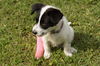 Josie
