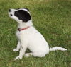 Josie
