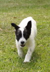 Josie