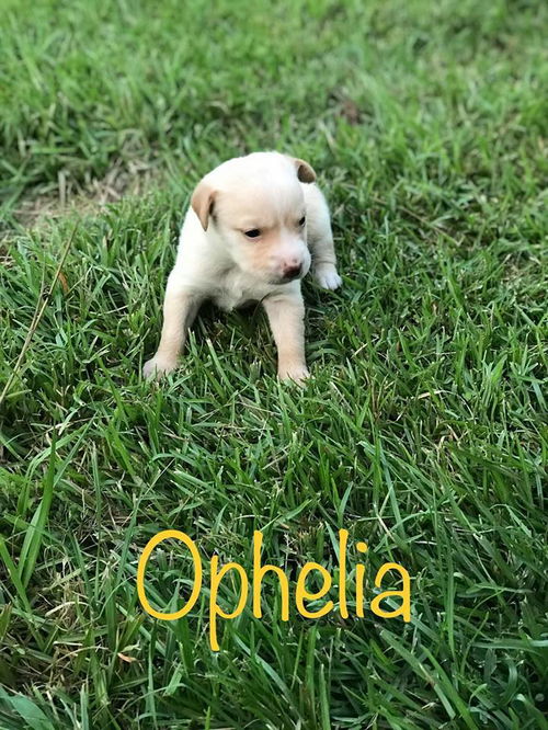 Ophelia