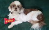 Roxy Ann