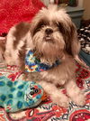 Roxy Ann