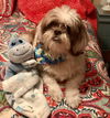 Roxy Ann