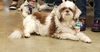 Roxy Ann