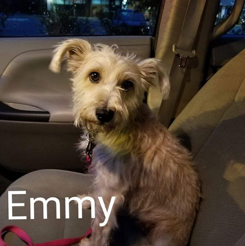 Emmy