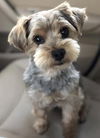 Bobby
