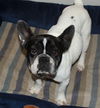 Lizzy