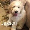 Jaxson