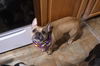 Leah