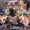 Leah
