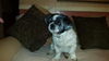 Buddy Beau