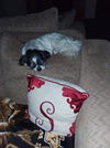 Buddy Beau