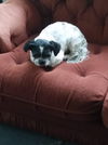 Buddy Beau