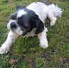 Buddy Beau