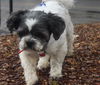 Buddy Beau