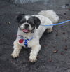 Buddy Beau