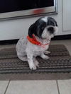 Buddy Beau