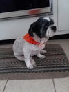 Buddy Beau