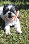 Buddy Beau
