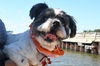 Buddy Beau