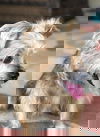 Sybil