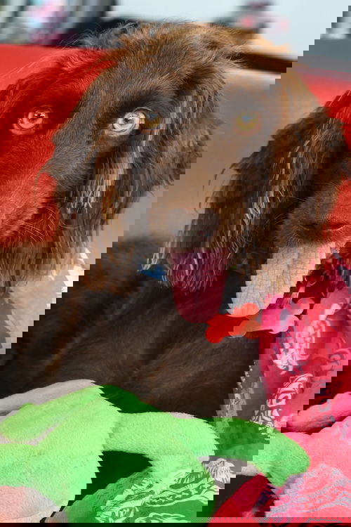 JoJo