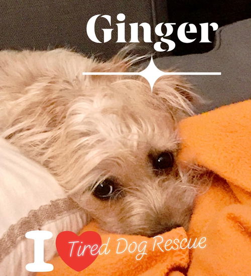 Ginger