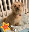 Ginger